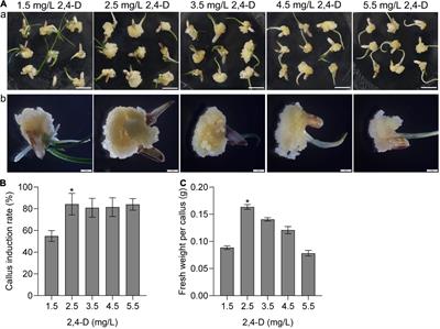 Agrobacterium-Mediated High-Efficiency Genetic Transformation and Genome Editing of Chaling Common Wild Rice (Oryza rufipogon Griff.) Using Scutellum Tissue of Embryos in Mature Seeds